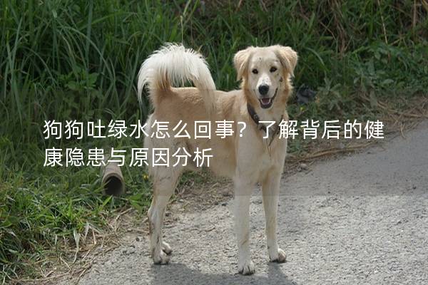 狗狗吐綠水怎么回事？了解背后的健康隱患與原因分析