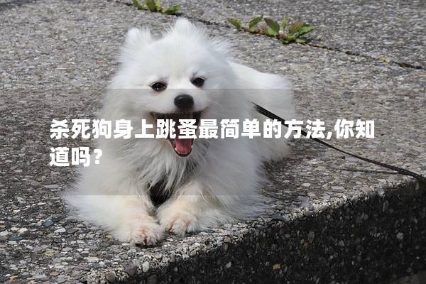 殺死狗身上跳蚤最簡(jiǎn)單的方法,你知道嗎? 殺死狗身上跳蚤最簡(jiǎn)單的方法,你知道嗎?