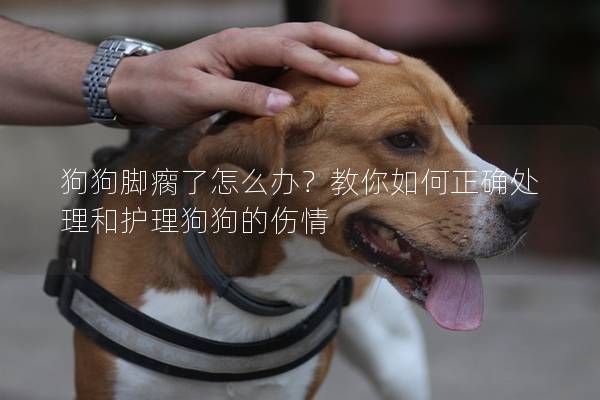 狗狗腳瘸了怎么辦？教你如何正確處理和護(hù)理狗狗的傷情