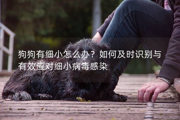 狗狗有細小怎么辦？如何及時識別與有效應對細小病毒感染