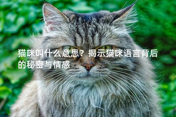 貓咪叫什么意思？揭示貓咪語言背后的秘密與情感