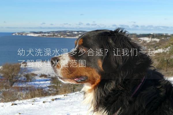 幼犬洗澡水溫多少合適？讓我們一起了解最佳水溫范圍