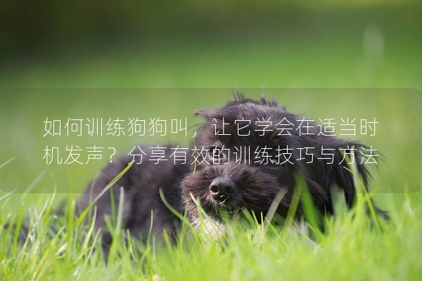 如何訓(xùn)練狗狗叫,讓它學(xué)會(huì)在適當(dāng)時(shí)機(jī)發(fā)聲?分享有效的訓(xùn)練技巧與方法 如何訓(xùn)練狗狗叫,讓它學(xué)會(huì)在適當(dāng)時(shí)機(jī)發(fā)聲?分享有效的訓(xùn)練技巧與方法