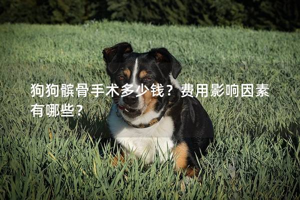 狗狗髕骨手術多少錢？費用影響因素有哪些？