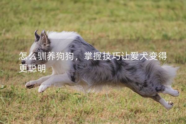 怎么馴養(yǎng)狗狗，掌握技巧讓愛犬變得更聰明