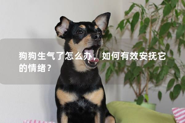 狗狗生氣了怎么辦，如何有效安撫它的情緒？