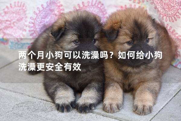 兩個(gè)月小狗可以洗澡嗎？如何給小狗洗澡更安全有效