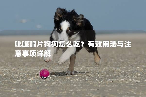 吡喹酮片狗狗怎么吃？有效用法與注意事項詳解