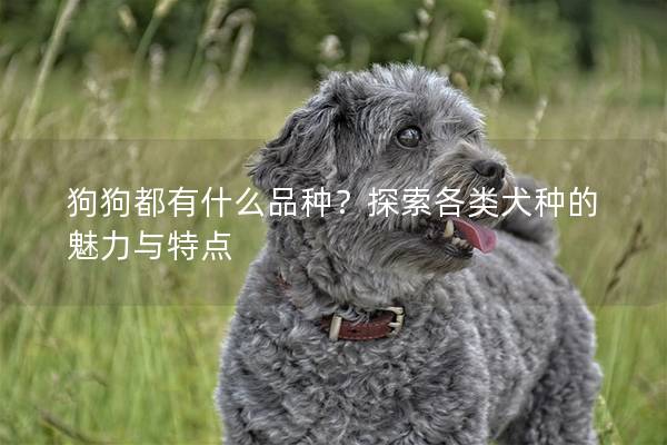 狗狗都有什么品種？探索各類犬種的魅力與特點
