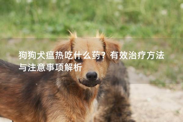 狗狗犬瘟熱吃什么藥？有效治療方法與注意事項解析