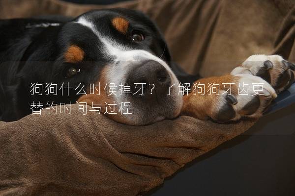 狗狗什么時(shí)候掉牙？了解狗狗牙齒更替的時(shí)間與過(guò)程