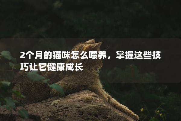 2個月的貓咪怎么喂養(yǎng)，掌握這些技巧讓它健康成長