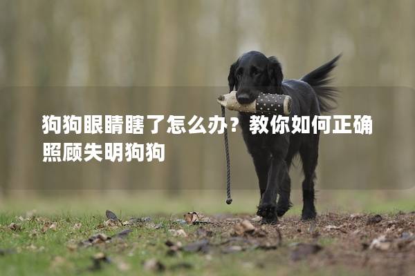 狗狗眼睛瞎了怎么辦？教你如何正確照顧失明狗狗