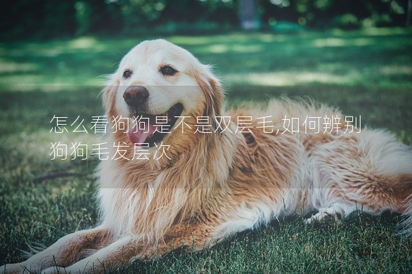 怎么看狗狗是不是雙層毛,如何辨別狗狗毛發(fā)層次