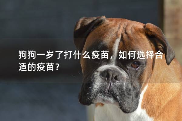 狗狗一歲了打什么疫苗，如何選擇合適的疫苗？