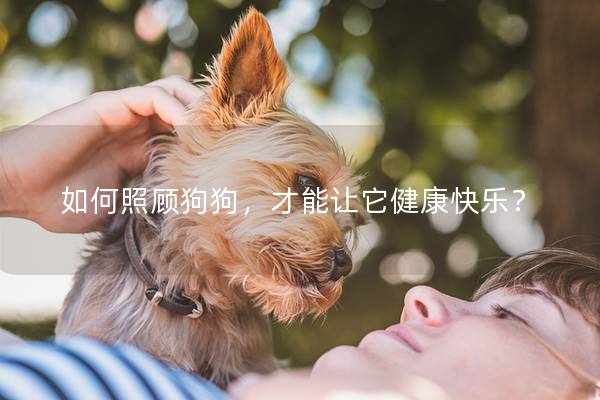 如何照顧狗狗，才能讓它健康快樂？