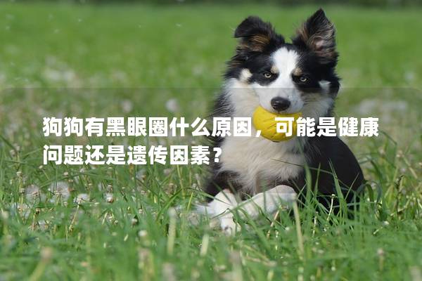 狗狗有黑眼圈什么原因，可能是健康問題還是遺傳因素？