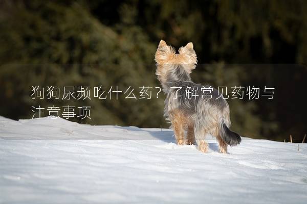 狗狗尿頻吃什么藥？了解常見藥物與注意事項