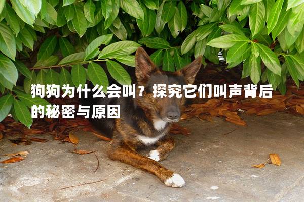 狗狗為什么會叫？探究它們叫聲背后的秘密與原因