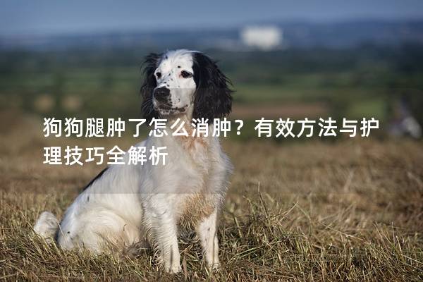 狗狗腿腫了怎么消腫？有效方法與護理技巧全解析