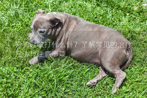 狗狗過敏打什么針？了解常見的治療方法與注意事項(xiàng)