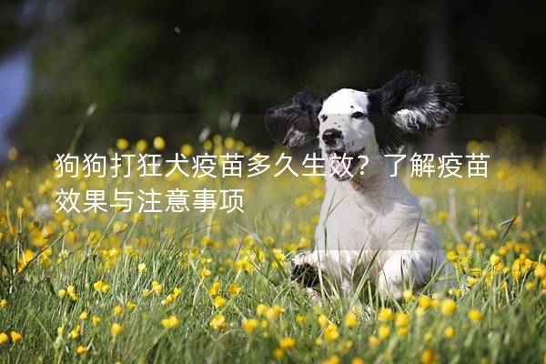 狗狗打狂犬疫苗多久生效？了解疫苗效果與注意事項(xiàng)