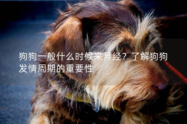 狗狗一般什么時候來月經？了解狗狗發情周期的重要性