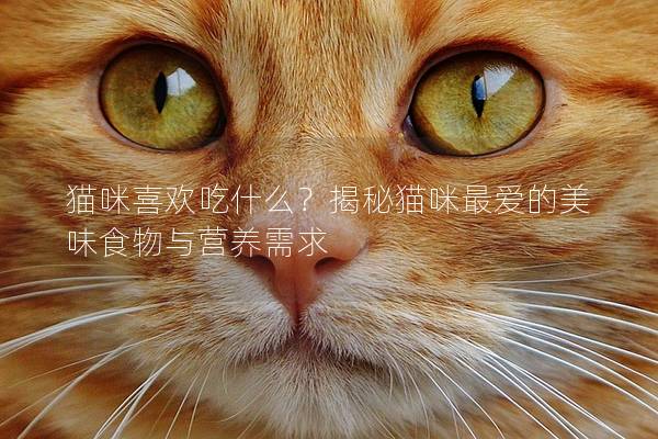 貓咪喜歡吃什么?揭秘貓咪最愛的美味食物與營養需求 貓咪喜歡吃什么?揭秘貓咪最愛的美味食物與營養需求
