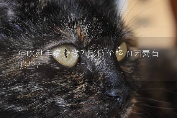 貓咪剃毛多少錢？影響價格的因素有哪些？