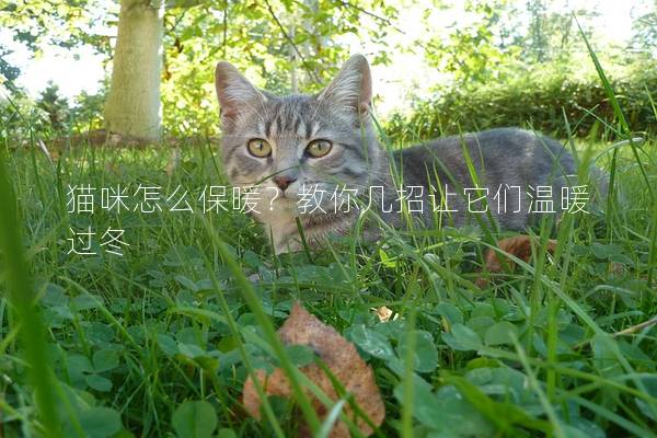 貓咪怎么保暖？教你幾招讓它們溫暖過冬