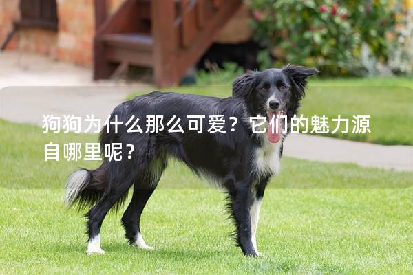 狗狗為什么那么可愛？它們的魅力源自哪里呢？