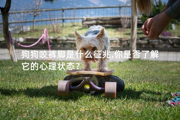狗狗咬褲腳是什么征兆,你是否了解它的心理狀態？