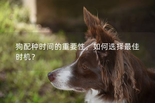 狗配種時間的重要性，如何選擇最佳時機？