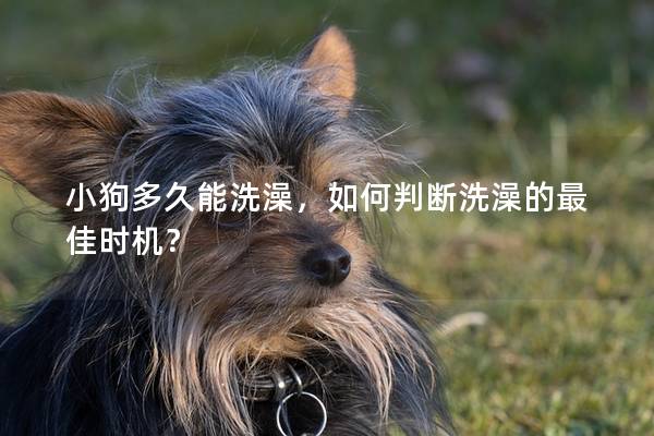 小狗多久能洗澡，如何判斷洗澡的最佳時(shí)機(jī)？