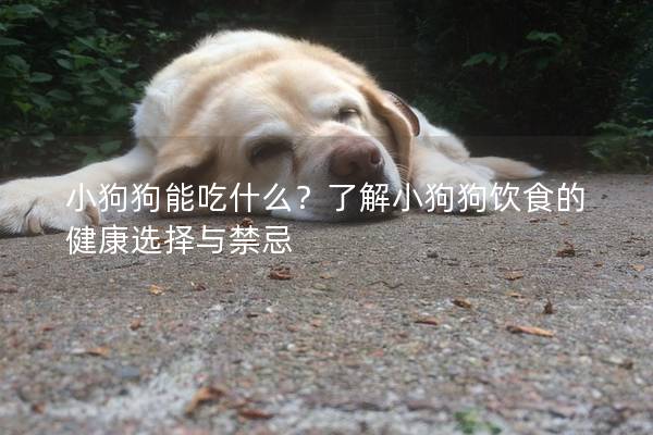 小狗狗能吃什么？了解小狗狗飲食的健康選擇與禁忌