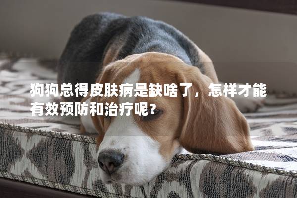 狗狗總得皮膚病是缺啥了,怎樣才能有效預防和治療呢? 狗狗總得皮膚病是缺啥了,怎樣才能有效預防和治療呢?