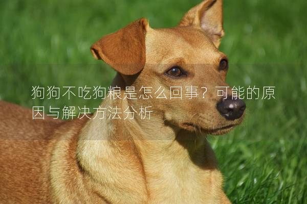 狗狗不吃狗糧是怎么回事？可能的原因與解決方法分析