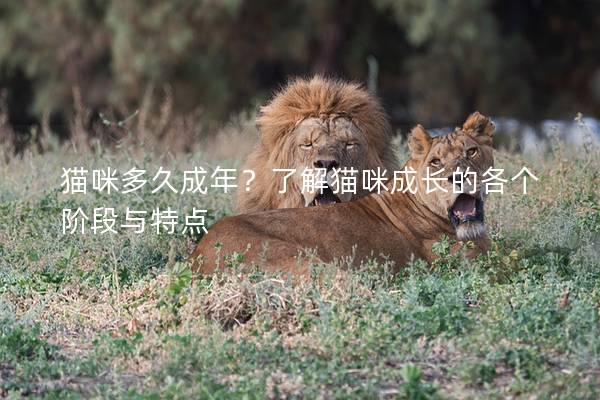 貓咪多久成年？了解貓咪成長的各個階段與特點