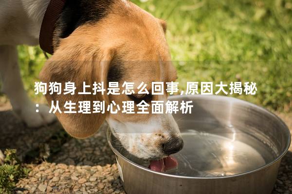 狗狗身上抖是怎么回事,原因大揭秘：從生理到心理全面解析