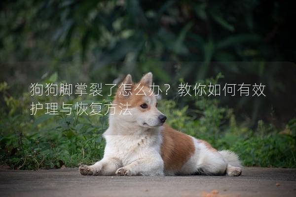 狗狗腳掌裂了怎么辦？教你如何有效護理與恢復方法