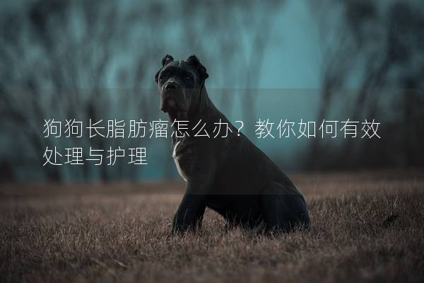 狗狗長(zhǎng)脂肪瘤怎么辦？教你如何有效處理與護(hù)理
