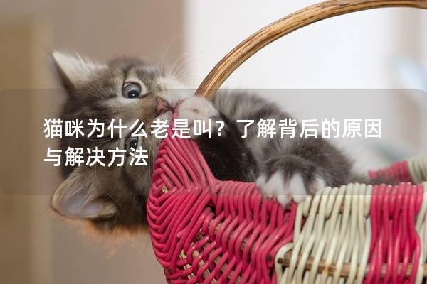 貓咪為什么老是叫?了解背后的原因與解決方法 貓咪為什么老是叫?了解背后的原因與解決方法