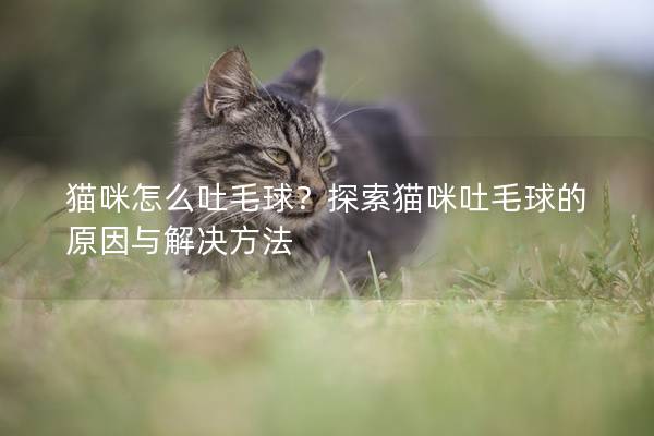 貓咪怎么吐毛球？探索貓咪吐毛球的原因與解決方法