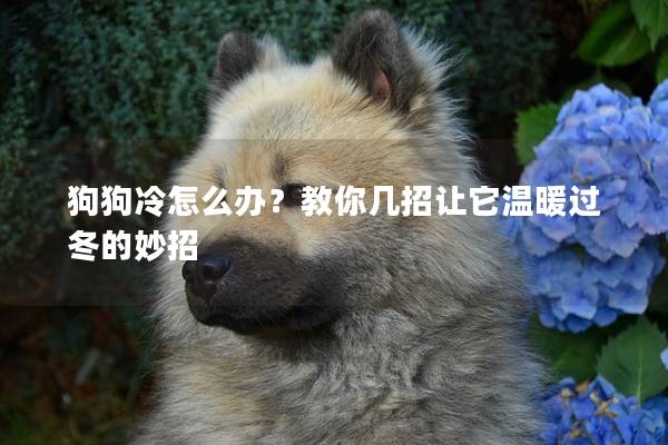狗狗冷怎么辦？教你幾招讓它溫暖過冬的妙招