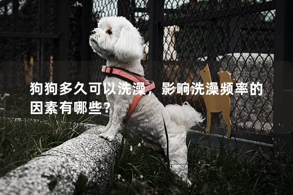 狗狗多久可以洗澡，影響洗澡頻率的因素有哪些？
