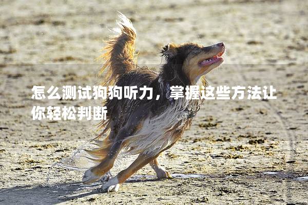 怎么測試狗狗聽力，掌握這些方法讓你輕松判斷
