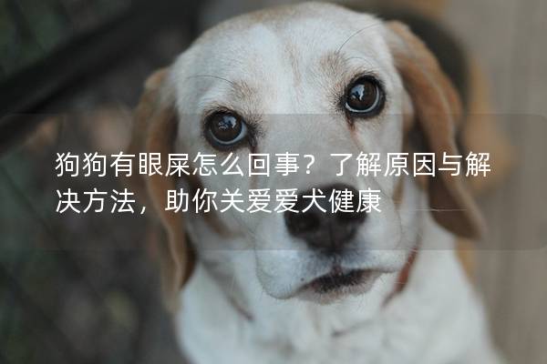 狗狗有眼屎怎么回事？了解原因與解決方法，助你關愛愛犬健康