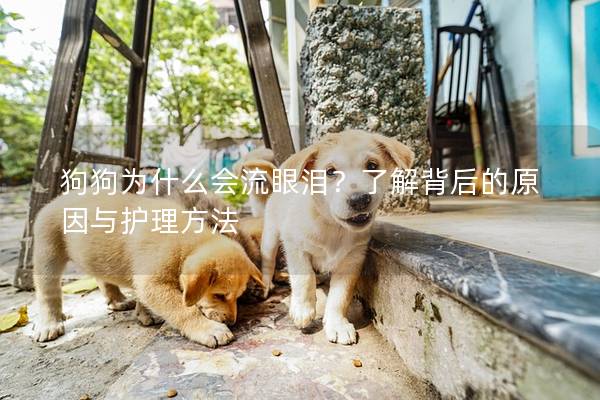 狗狗為什么會流眼淚？了解背后的原因與護(hù)理方法