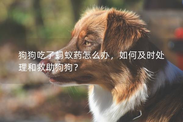 狗狗吃了螞蟻藥怎么辦,如何及時處理和救助狗狗? 狗狗吃了螞蟻藥怎么辦,如何及時處理和救助狗狗?