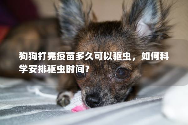 狗狗打完疫苗多久可以驅蟲，如何科學安排驅蟲時間？